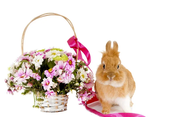 Собачий коричневий кролик біля кошика з весняними квітами — стокове фото