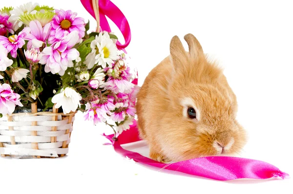 Собачий коричневий кролик біля кошика з весняними квітами — стокове фото