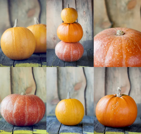 Collage of autumn pumpkins. — Stock Photo, Image