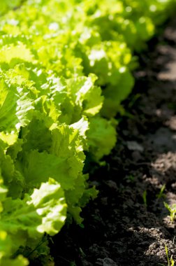 bahçede yeşil salata lahana