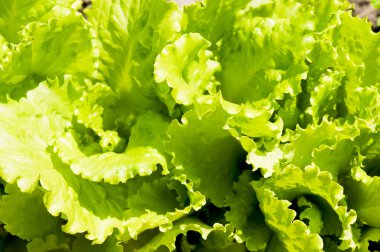 bahçede yeşil salata lahana