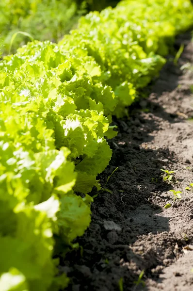 Kubis salad hijau di kebun — Stok Foto