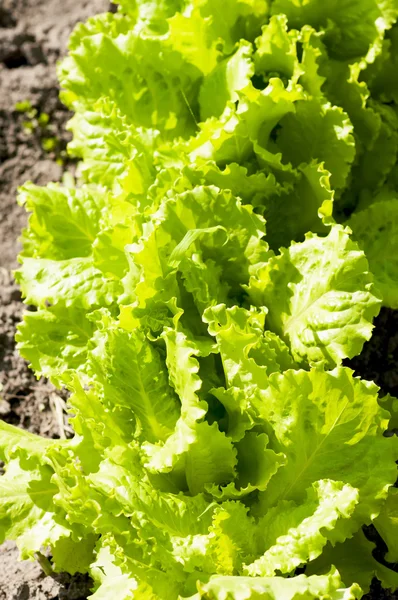 Kubis salad hijau di kebun — Stok Foto