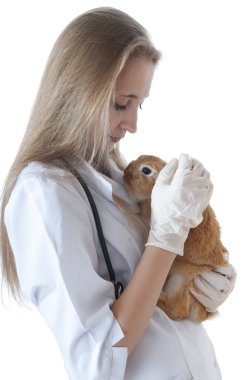 Young veterinarian doctor with pet brown rabbit