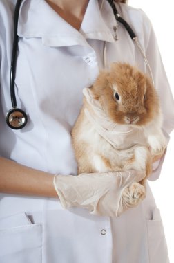 Veterinarian doctor with pet brown rabbit