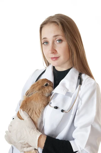 Young veterinarian doctor with pet brown rabbit — Zdjęcie stockowe