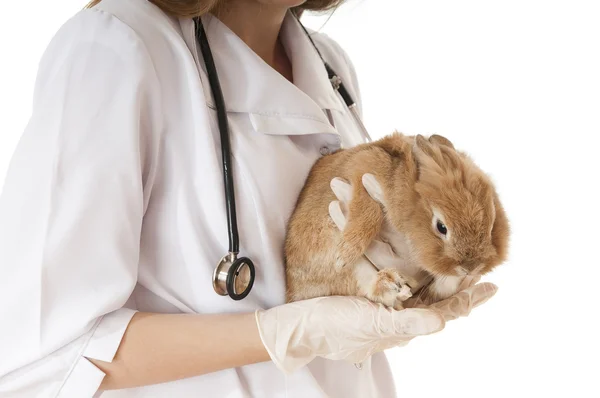 Veterinarian doctor with pet brown rabbit — Φωτογραφία Αρχείου