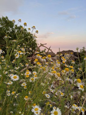 Scarborough Kayalıkları 'nda gün batımında Kanada Ontario' da yabani çiçeklerin kapanışı. 