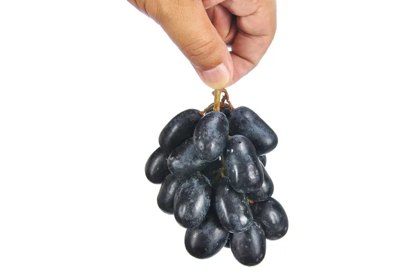 Mano tenendo deliziosa e fresca uva nera senza semi isolato o — Foto Stock