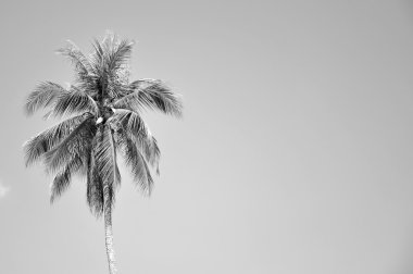 Siyah ve beyaz ile kopyalama alanı alanı içinde Hindistan cevizi ağacı