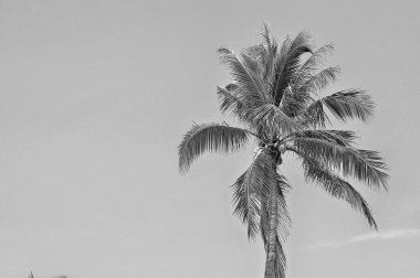 Siyah ve beyaz ile kopyalama alanı alanı içinde Hindistan cevizi ağacı.