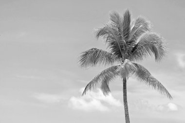 Siyah ve beyaz ile kopyalama alanı alanı içinde Hindistan cevizi ağacı.