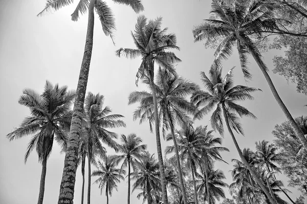 Кокосовые деревья в черно-белом цвете — стоковое фото