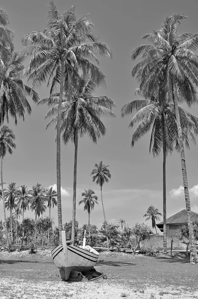 Coconut trees and wooden boat  in black and white — Stock Photo, Image