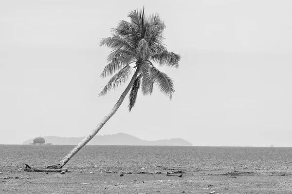 Кокосовое дерево в черно-белом цвете на пляже Южно-Китайского моря — стоковое фото