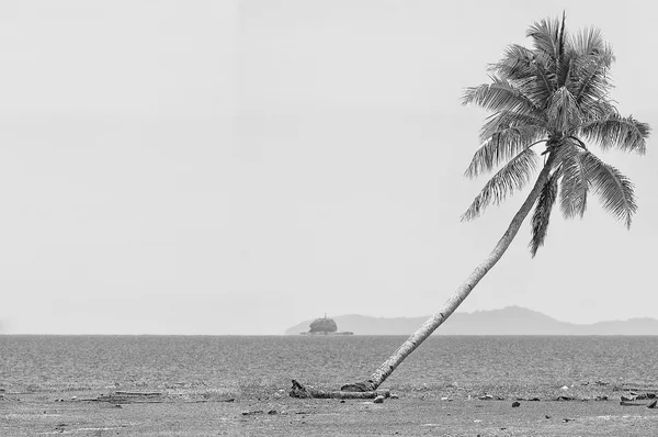 Дерево кокосу чорно-білого на пляжі з Південно-Китайському морі — стокове фото