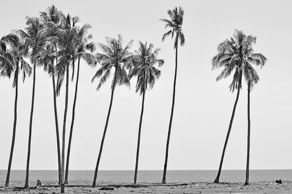 Кокосовые деревья в черно-белом цвете на пляже Южно-Китайского моря — стоковое фото