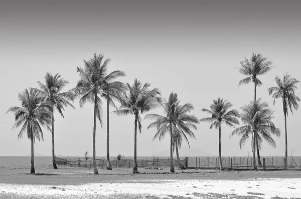 Кокосовые деревья на пляже в черно-белом — стоковое фото