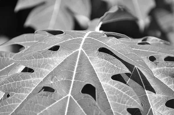 Papaya yaprak siyah beyaz