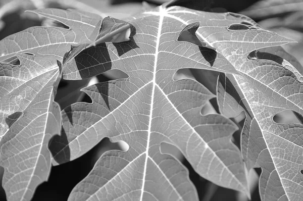 Papaya leaf in black and white