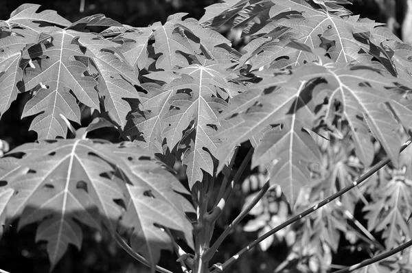 Papaya leaf in black and white