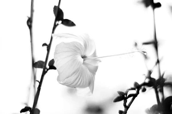 Hibiscus flower in black and white — Stock Photo, Image