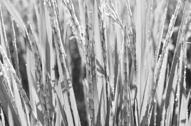 Köpüklü çiğ ile Çeltik bitkisinin defocused. Kompozisyon