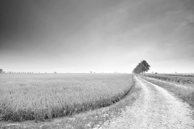 Paddy alan siyah beyaz sisli sabah sırasında