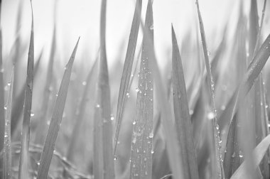 Paddy bitki yaprakları parlak çiğ içinde bl ile defocused