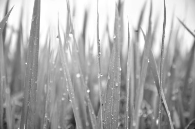 Paddy bitki yaprakları parlak çiğ içinde bl ile defocused