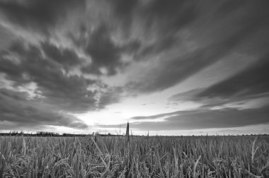Siyah beyaz geniş paddy alanının yumuşak odak
