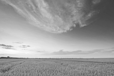 siyah beyaz günbatımı sırasında paddy alanının yumuşak odak