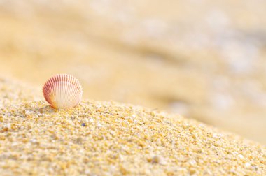 kabuk midye kum plaj üzerinde