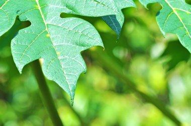 Papaya yaprakları