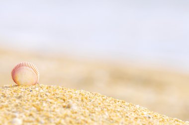 kabuk midye kum plaj üzerinde