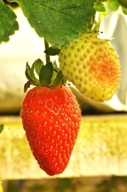 taze çilek Çilek çiftliğinde