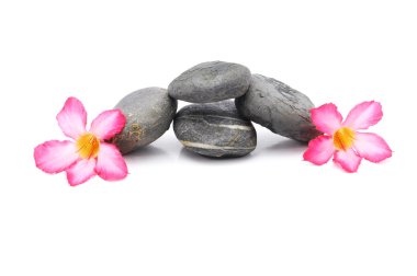 Zen ve beyaz arka plan üzerinde Frangipani çiçekli Spa taşı