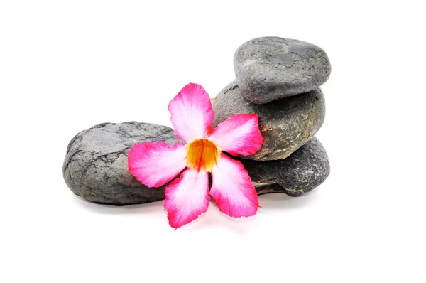 Zen e Spa pietra con Frangipani fiore su sfondo bianco — Foto Stock