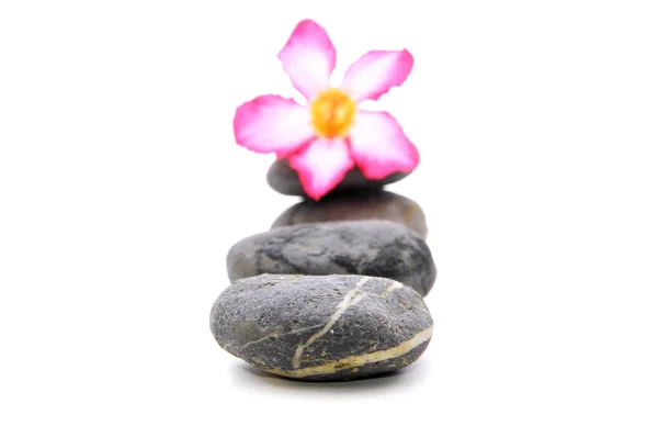 Zen e Spa pietra con Frangipani fiore su sfondo bianco — Foto Stock