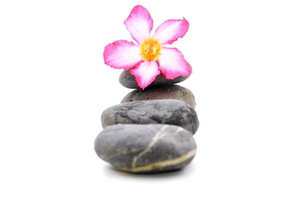 Zen e Spa pietra con Frangipani fiore su sfondo bianco — Foto Stock