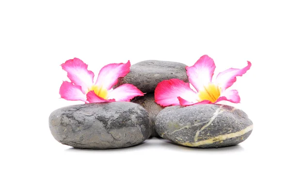 Zen e Spa pietra con Frangipani fiori su sfondo bianco — Foto Stock