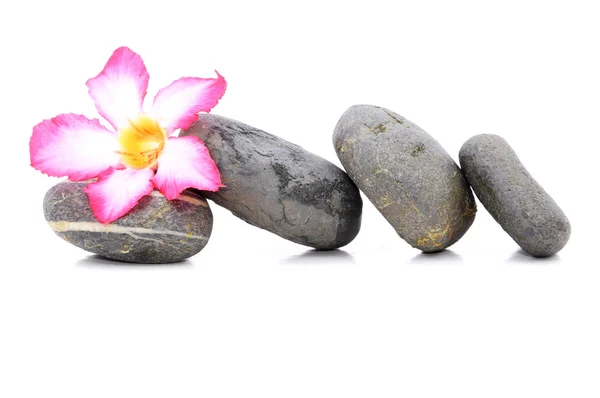 Zen e Spa pietra con Frangipani fiore su sfondo bianco — Foto Stock