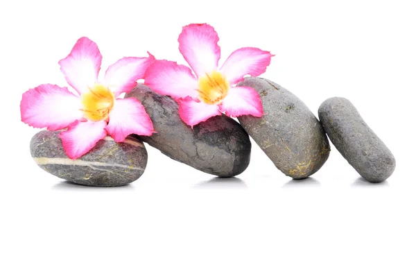 Zen y Spa piedra con flores de Frangipani sobre fondo blanco — Foto de Stock