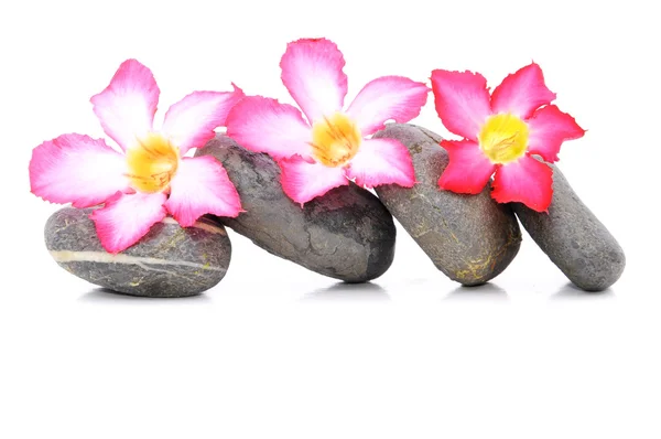 Zen e Spa pietra con Frangipani fiori su sfondo bianco — Foto Stock
