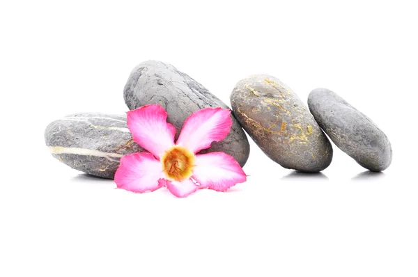 Zen e Spa pietra con Frangipani fiore su sfondo bianco — Foto Stock