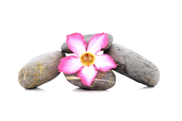 Zen e Spa pietra con Frangipani fiore su sfondo bianco — Foto Stock