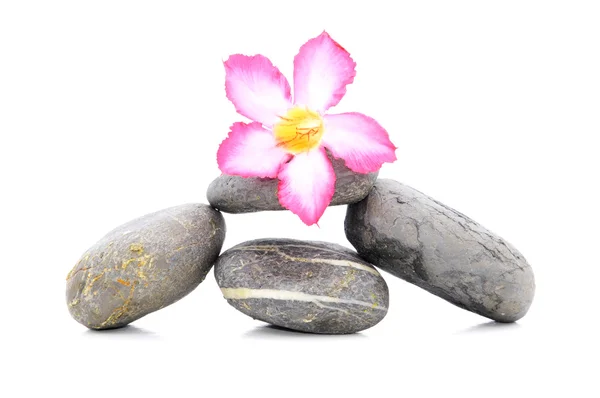 Zen And Spa Stone With Frangipani Flower Over White Background — Stock Photo, Image