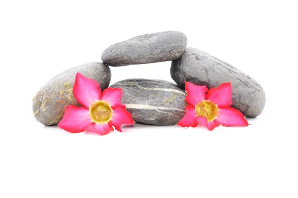 Zen und Wellness-Stein mit Frangipani-Blumen auf weißem Hintergrund — Stockfoto