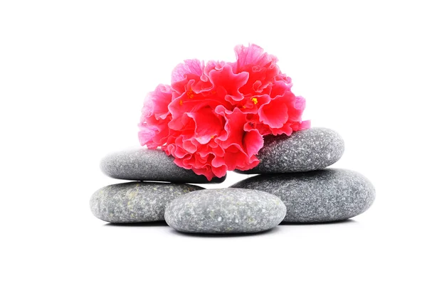 Zen i kamień kurort kwiat Hibiscus na białym tle — Zdjęcie stockowe