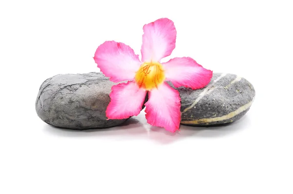 Zen e Spa pietra con Frangipani fiore su sfondo bianco — Foto Stock